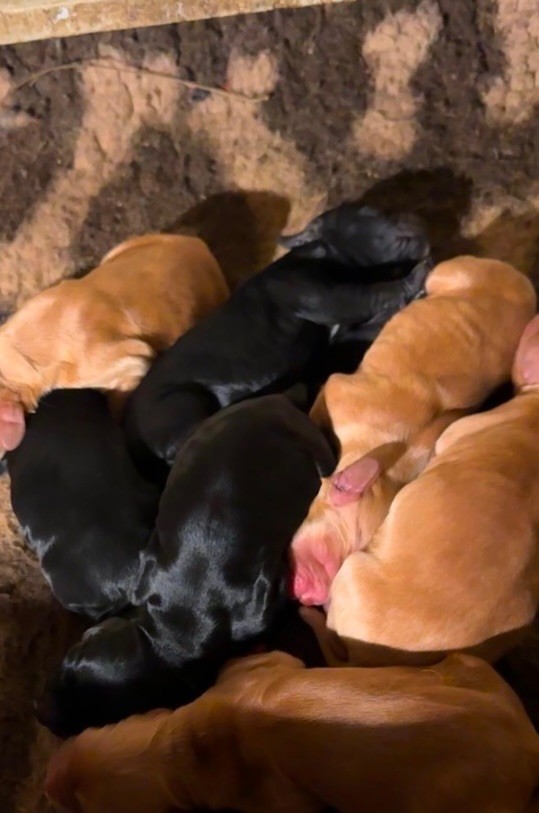 des années folles - Chiot disponible  - Cocker Spaniel Anglais