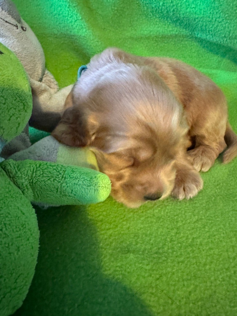 des années folles - Chiot disponible  - Cocker Spaniel Anglais