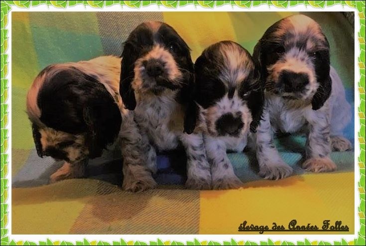 des années folles - Cocker Spaniel Anglais - Portée née le 16/10/2016
