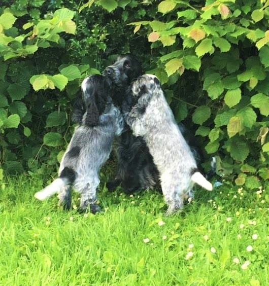 des années folles - Cocker Spaniel Anglais - Portée née le 25/04/2016